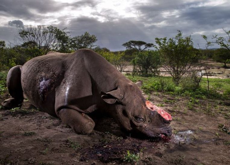 De Zuid-Afrikaanse fotograaf Brent Stirton mocht de prijs voor Wildlife Photograph of the Year in ontvangst nemen. Zijn foto werd gekozen uit 50.000 inzendingen. Op de afbeelding is een zwarte neushoorn te zien die is afgeslacht voor zijn hoorns.