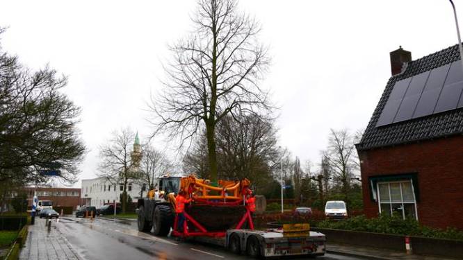 Nieuwe plek voor drie imposante lindebomen in Haaksbergen