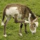 Gentse dierenartsen redden ezelsveulen met pacemaker