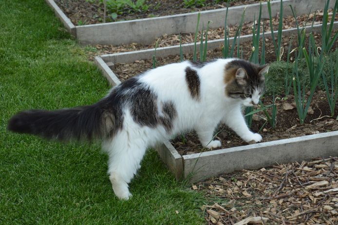 opladen garen struik Middeltjes als koffiegruis, azijn en lookpoeder werken nauwelijks”: zo houd  je katten wél weg uit je tuin | MijnGids | hln.be