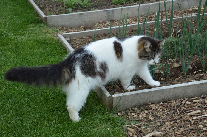 Instrueren vrouw Spanning Middeltjes als koffiegruis, azijn en lookpoeder werken nauwelijks”: zo houd  je katten wél weg uit je tuin | MijnGids | hln.be