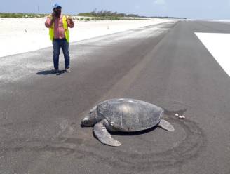Bedreigde zeeschildpad moet eitjes achterlaten op landingsbaan die gebouwd werd over broedplaats