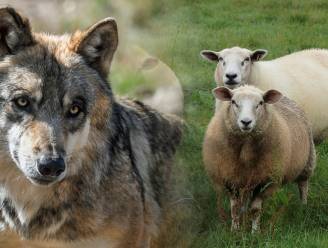 Wolvenmeldpunt: minstens vijf schapen in Nijkerk, Leusden en Voorthuizen doodgebeten