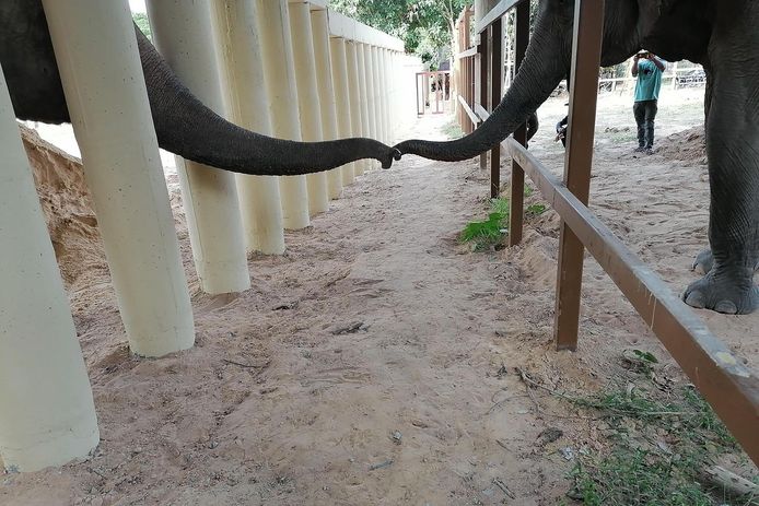 De pas aangekomen Aziatische olifant Kaavan (L) raakt de slurf aan van een andere olifant in zijn nieuwe verblijf in het Kulen Prom Tep Wildlife Sanctuary in Cambodja.