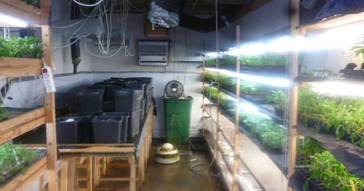Grote hennepstekkerij ontmanteld in Wagenberg: meer dan 10.500 planten
