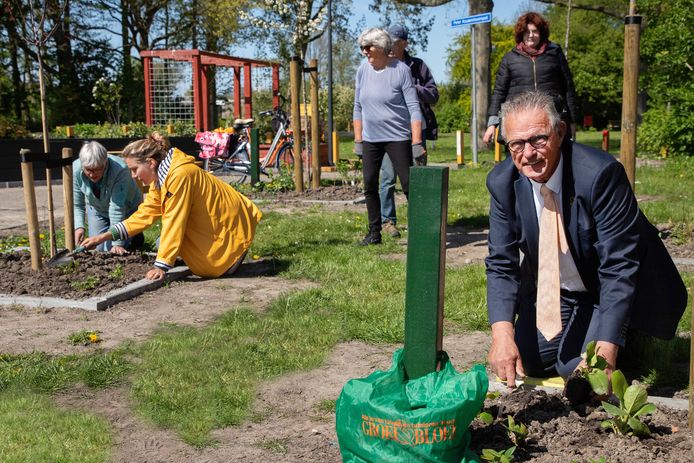 Wethouder Jack Schoone beplant één van de boomspiegels in het Bultpark.