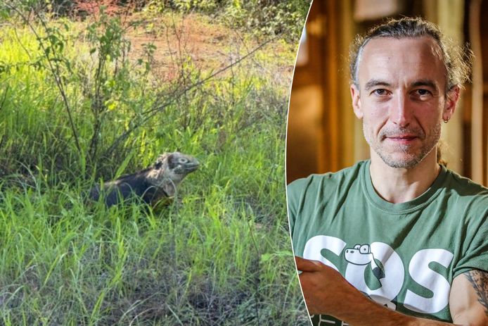 Mario Goes van Sos Reptiel legt uit waarom wandelaars niet bang moeten zijn van de leguaan die gespot werd in de Lommelse Sahara