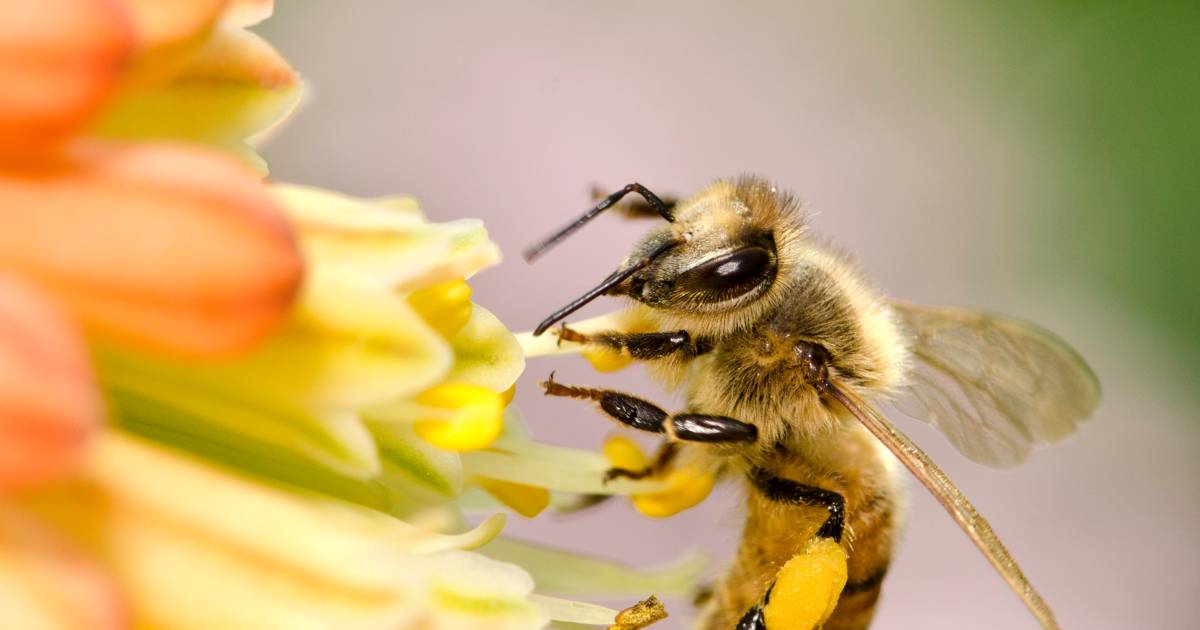 Laboratorio olandese addestra le api alla scoperta del virus Corona |  Scienza