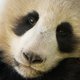 Het gaat beter met de panda: ook China ziet het dier niet meer als een bedreigde soort