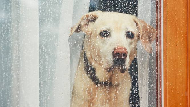 WEERBERICHT. Zonnige ochtend maar kans op regen in de namiddag, temperaturen tot 10 graden