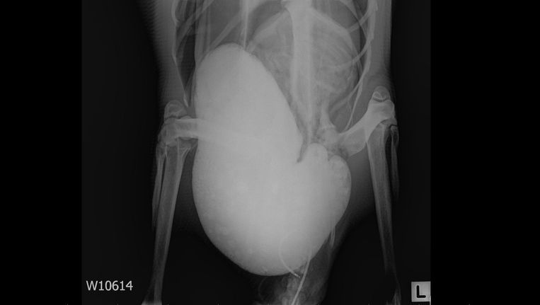 Röntgenopname van de met zand gevulde maag van de keizerspinguïn Happy Feet. Beeld EPA