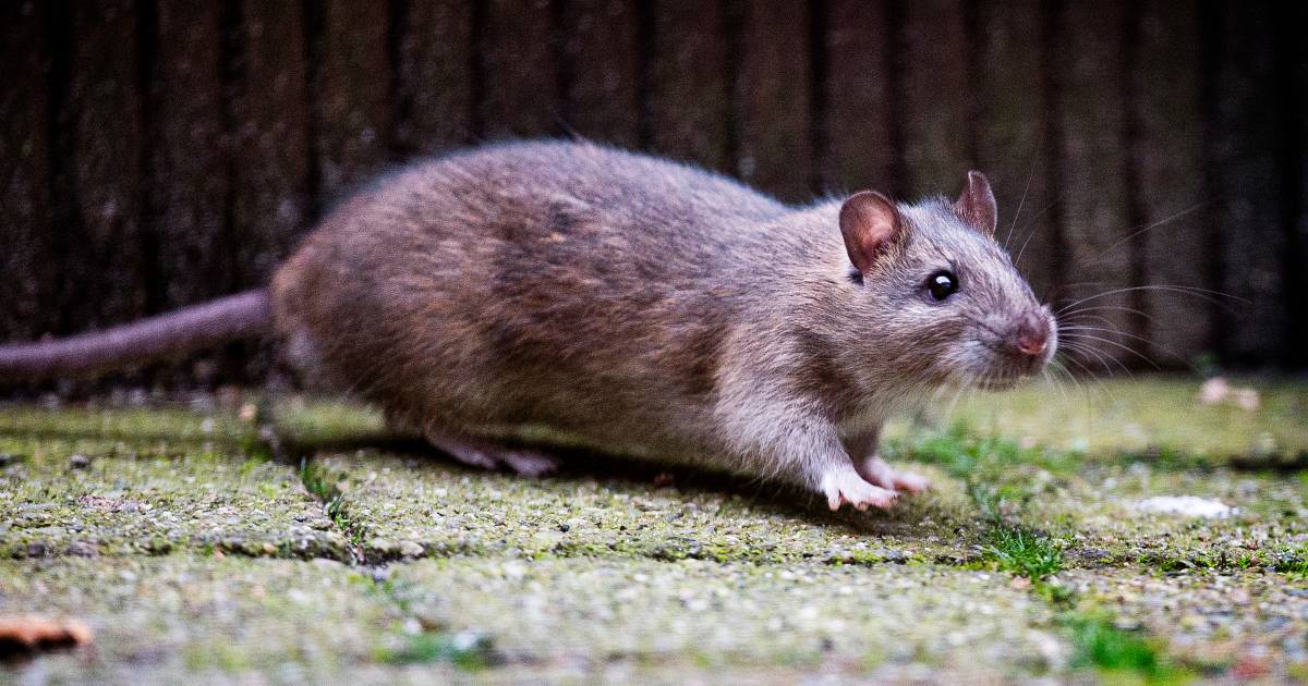 ratten rukken op in land van cuijk maasland gelderlander nl