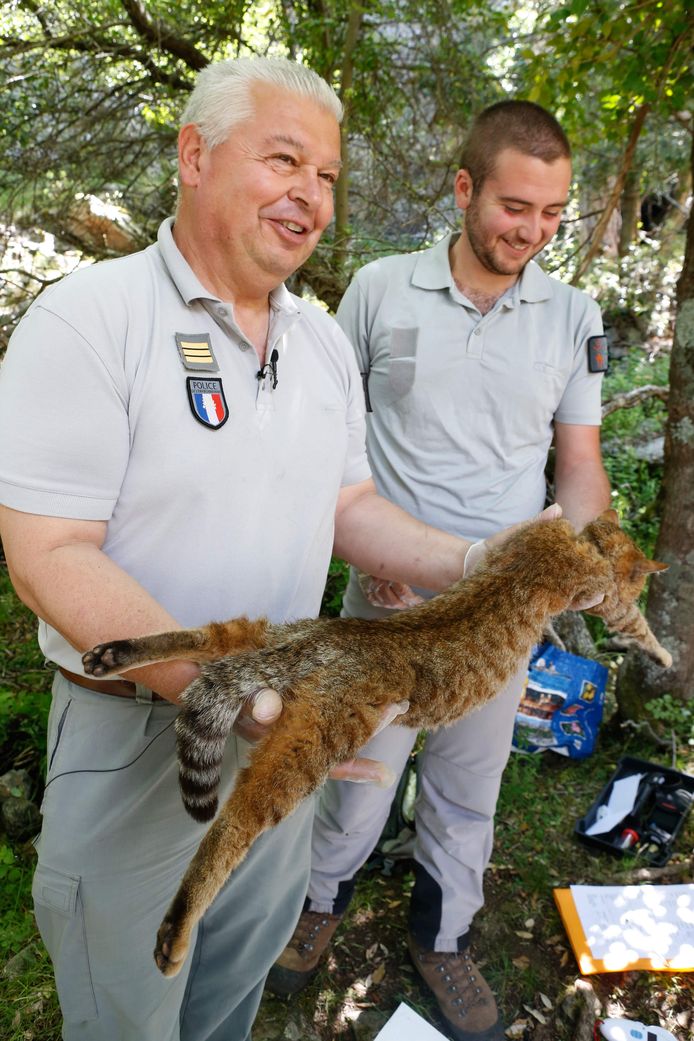 Pierre Benedetti (links) met een verdoofde voskat.