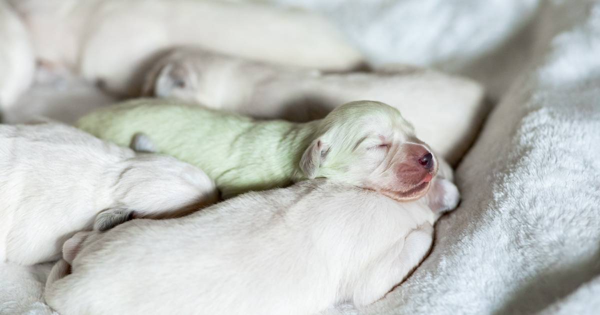 regering Groenland Moederland Ontmoet 'Mojito': de puppy die met een groen kleurtje geboren werd | Dieren  | hln.be
