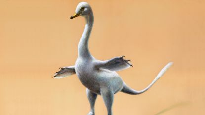"Eerste bewijs van zwemmende dino's": nieuwe soort lijkt kruising tussen zwaan en 'klassieke' dinosaurus