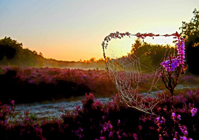 DAUWTRAPPEN - Dit spinnenweb hangt nog vol dauwdruppeltjes. Prachtig om de zon zo vroeg op te zien komen op een bloeiende heide waar de nevel nog hangt. Dauwtrappen in natuurgebied Boslust in Bergen op Zoom.