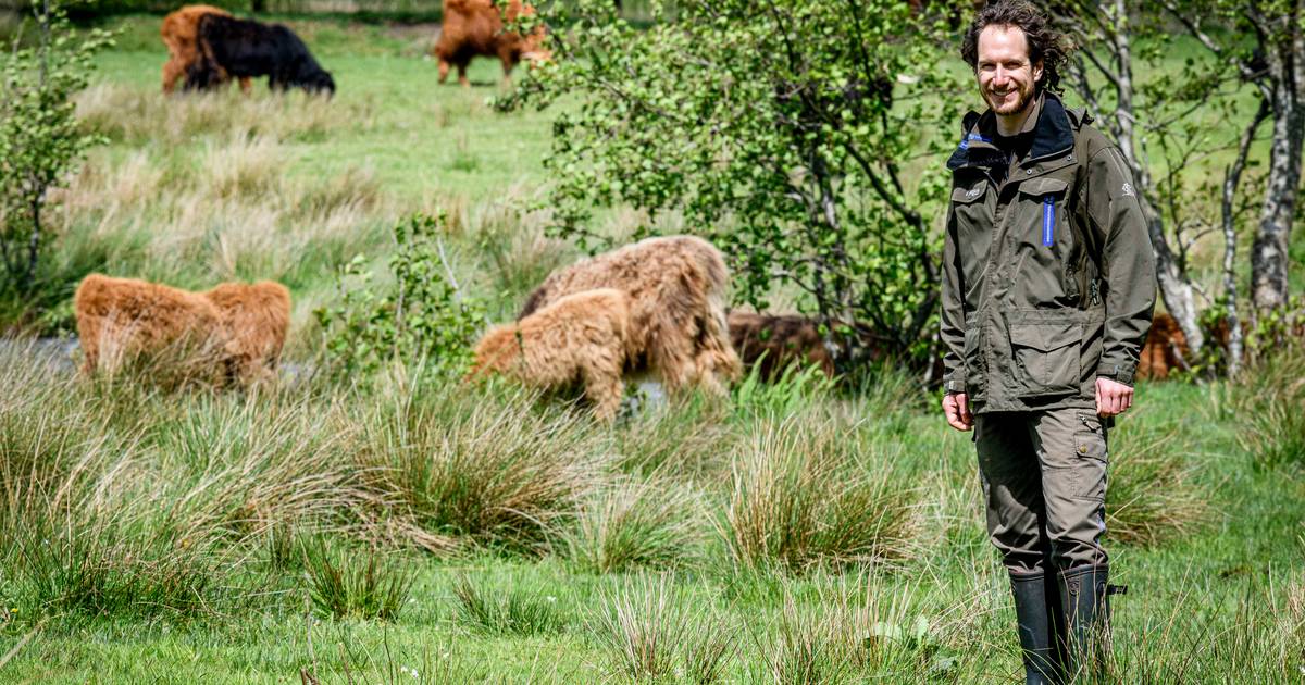 Waar zijn de Schotse hooglanders gebleven bij Buurse? ‘Sommige zijn in vleespakketten terechtgekomen