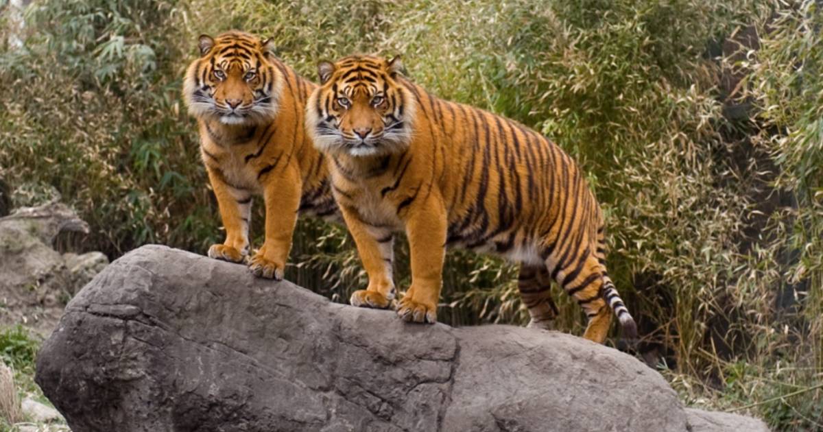 Twee ontsnapte tijgers Friesland terug in hun verblijf - AD