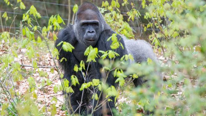 Kan een gorillaleider ook bezwijken aan corona? Dierenparken als Apenheul nemen zekere voor onzekere