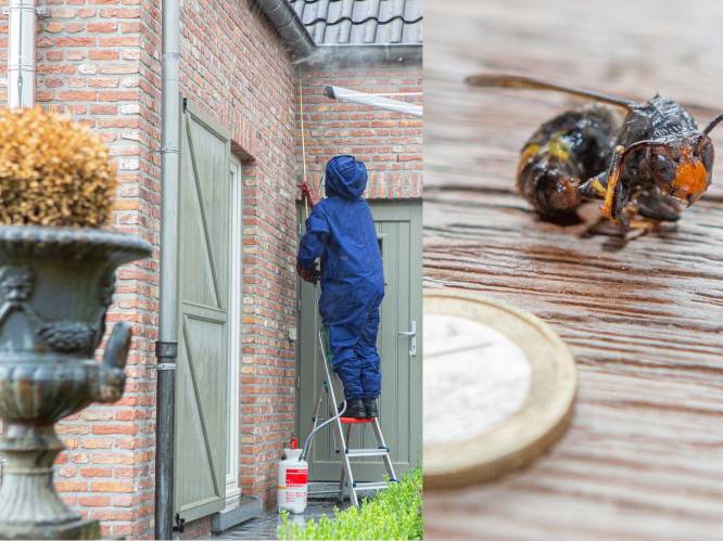 “Aziatische hoornaars zijn bijzonder sluw en spuiten gif in de ogen”: op stap met de speciale eenheden onder de wespenverdelgers