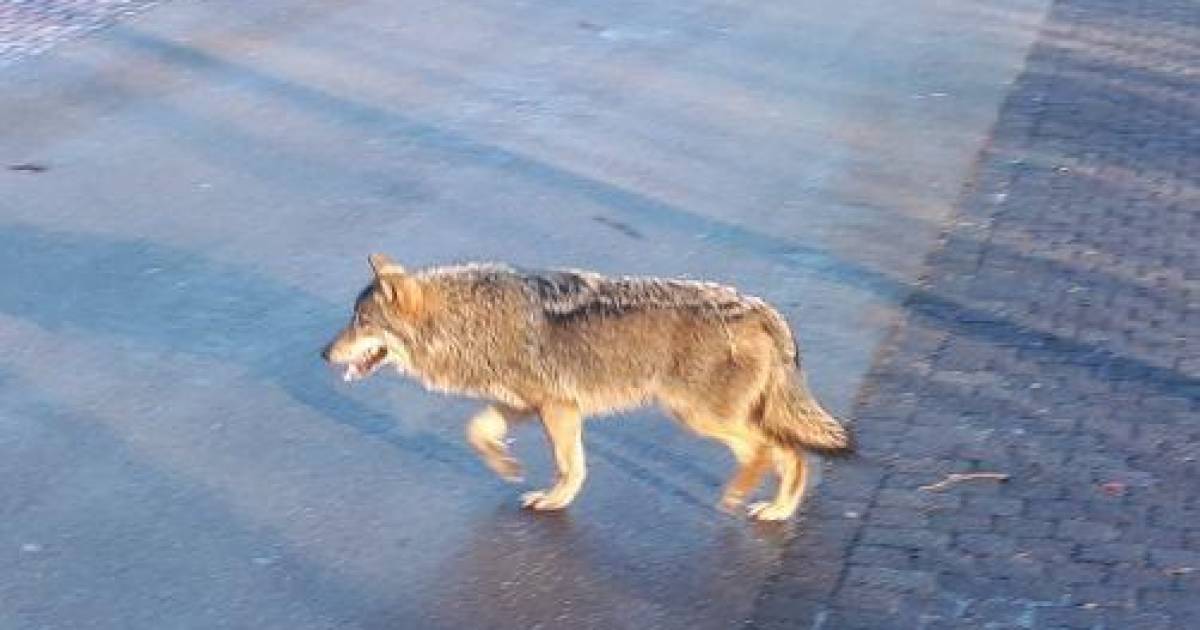 Wat te doen als je toevallig een wolf ontmoet? De terugkeer van de wolf gelderlander.nl