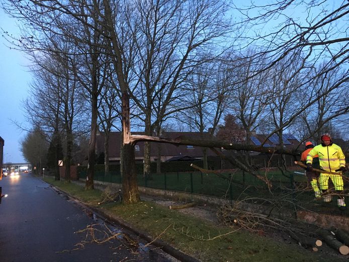 In de tuin van Atheneum Bellevue in Izegem kraakte door de felle rukwinden ook een dikke tak van een boom.