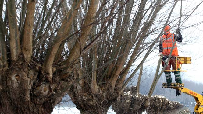 Avri gaat bomen snoeien in Tiel en West Betuwe om gevaar van vallende takken te voorkomen