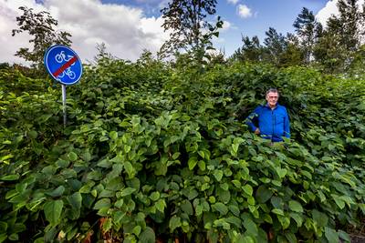 Strijd tegen onoverwinnelijk onkruid wordt uitgevochten in de Hoeve: Japanse duizendknoop is begrave