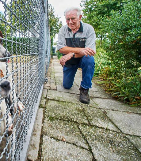 Honden van Piet uit Berghem gaan de hele wereld over: ‘Goede waakhond is beetje een rotzak’