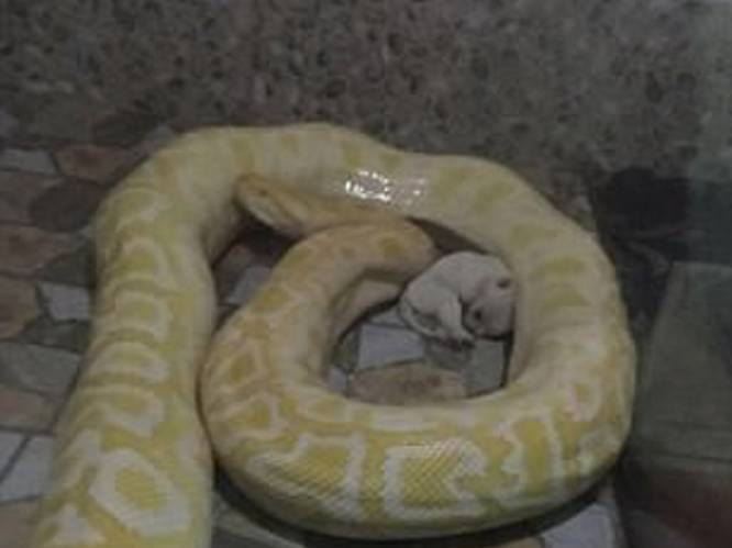 Puppy's dienen als maaltijd voor python in Chinese zoo
