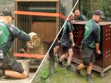 DierenPark Amersfoort verhuist leeuwinnen naar Hongarije