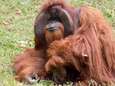 Bekende orang-oetan die met gebarentaal kon communiceren, gestorven