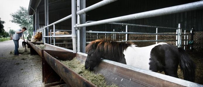 Gevonden: Een bonte shetlander in Velddriel | Den Bosch, Vught |