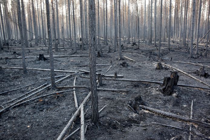 Een uitgebrand stuk bos in Ljusdal, Zweden.