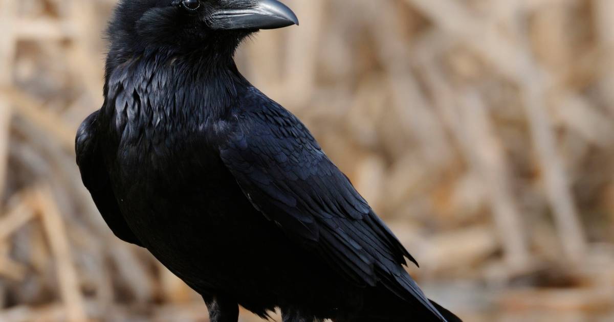 Danger : le corbeau envahit peu à peu La Réunion