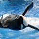 Virtuele orka's komen in de plaats van echte in nieuw Sea World