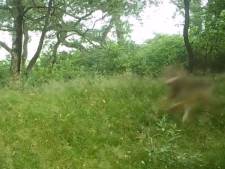 Unieke beelden: wolf jaagt op herten in Ede