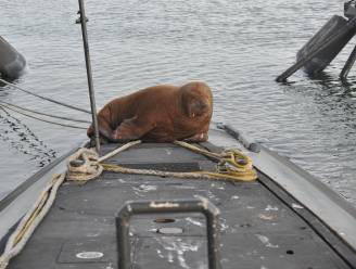 Walrus Freya rust uit op onderzeeër in Den Helder