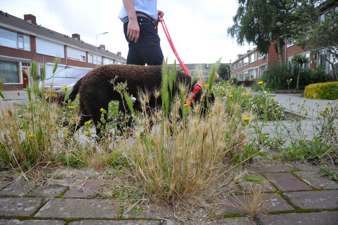 Dierenarts Bart van der Baan passeert met zijn hond hoog gras met grasaren.