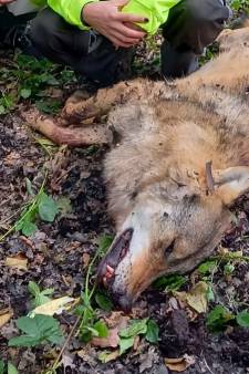 Politie stuit in zaak doodgeschoten wolf op de Veluwe op mannen in blauwe overall: wie zijn zij?