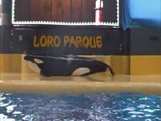 "Het lijkt alsof ze zelfmoord wil plegen": orka in Spaans dierenpark doet opnieuw iets abnormaals