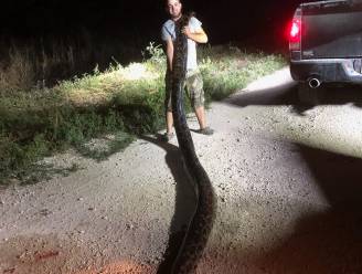 Premiejager vangt grootste python van het park: 5,3 meter lang, 54 kilogram zwaar en bonus van 330 euro waard