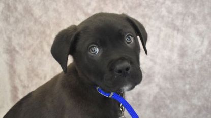 Puppy Ronnie diende als schattig kerstcadeau, nu is hij de eerste hond van 2018 die gedumpt werd in asiel