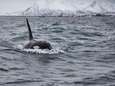Nu ook in Noorwegen zeilboot aangevallen door orka