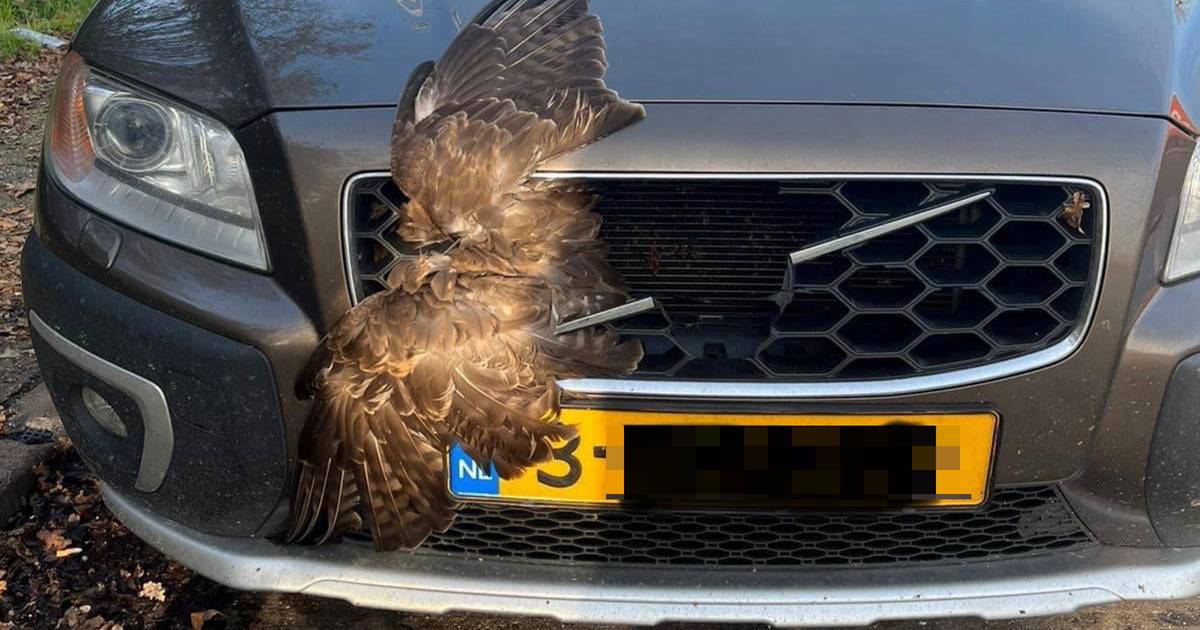 Buizerd wordt aangereden door auto op de snelweg, maar overleeft de klap.