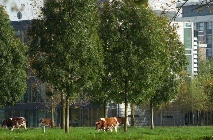 Koeien grazen bij de High Tech Campus in Eindhoven.