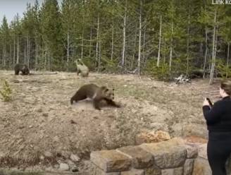 Amerikaanse komt te dicht bij beer en wordt bijna aangevallen, nu moet ze paar dagen de cel in en fikse boete betalen