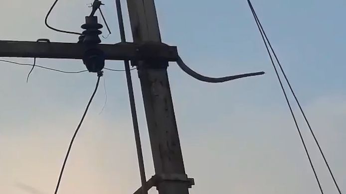 Le reptile a été frappé par une violente décharge électrique.