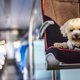 Hond neemt op eigen houtje trein naar Utrecht (terwijl baasje in paniek naar 'm zoekt)