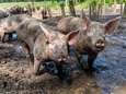 Impuls voor Herenboerderijen, waar burgers het heft in handen hebben